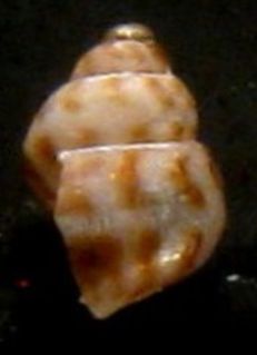 Senza nome- Tarifa a riva